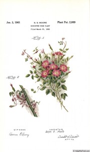 BOBOLINK (miniature)